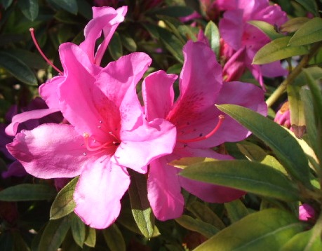 赤いつつじの花の写真