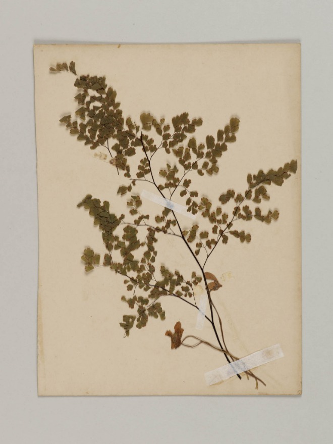 ナイチンゲールから贈られた花を押し花にした写真（津田塾大学津田梅子資料室所蔵）